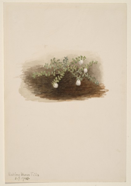Chiogenes hispidula, 1904.