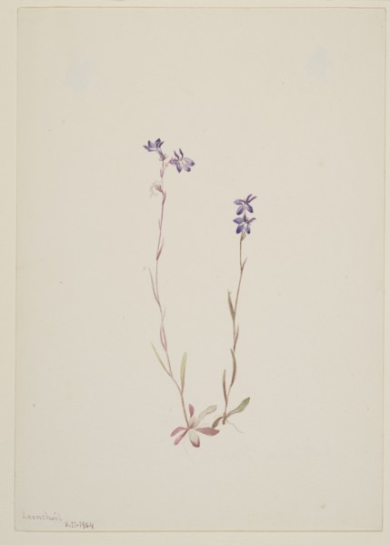 Lobelia Kalmii, 1904.