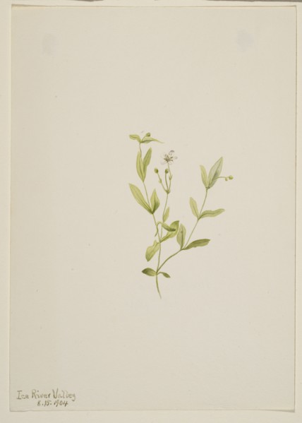 Moehringia laberiflora, 1904.