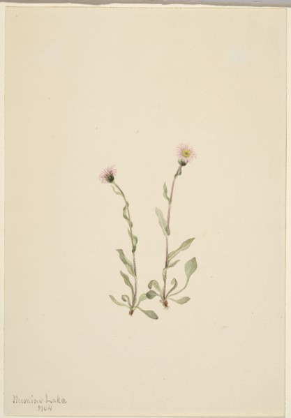 Pink Fleabane (Erigeron jucundus), 1904.
