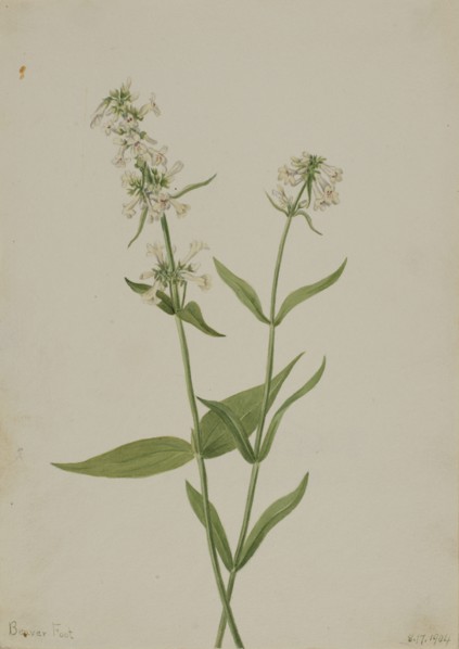 Yellow Pentstemon (Pentstemon confertus), 1904.