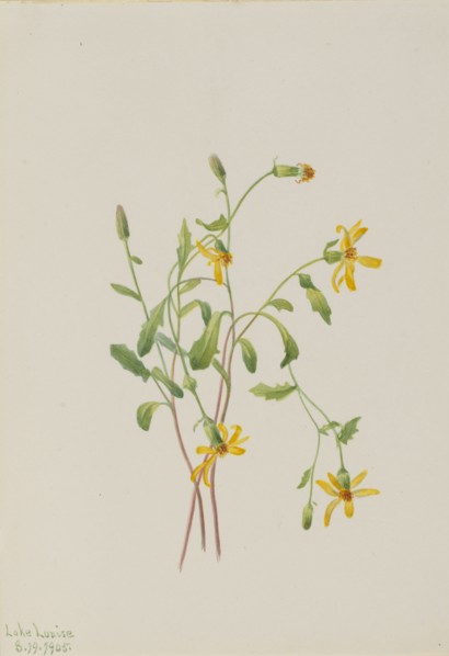 Alpine Ragwort (Senecio species), 1905.