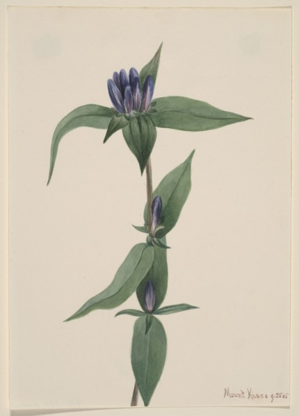 Bottle Gentian (Gentiana saponaria), 1905.
