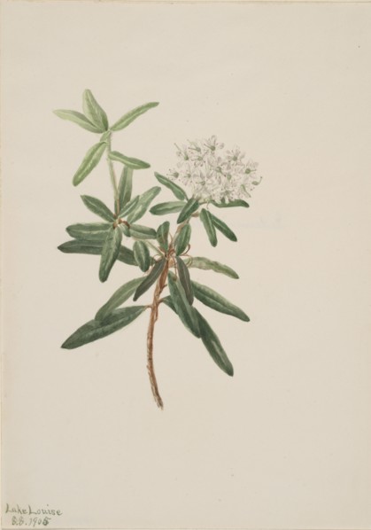 Labrador Tea (Ledum groenlandicum), 1905.