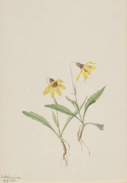 Lake Louise Arnica (Arnica louisiana), 1905.