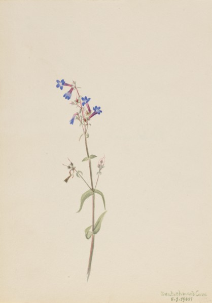 Pentstemon (Pentstemon procerus), 1905.