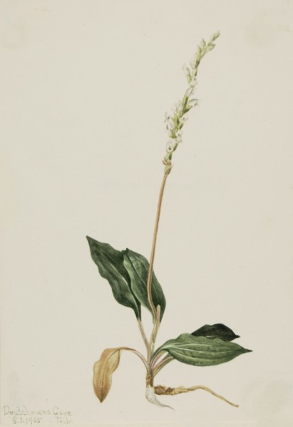 Western Rattlesnake Plantain (Peranium decipiens), 1905.