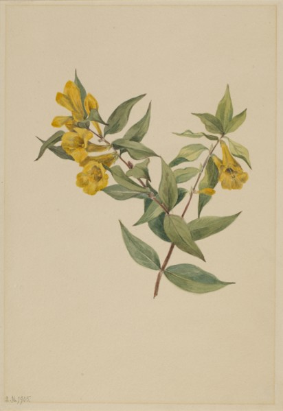 Yellow Jessamine (Gelsemium sempervirens), 1905.