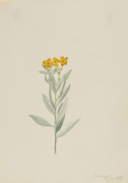 Lithospermum canescens, 1907.