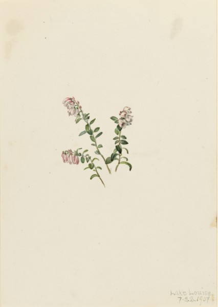 Mountain Cranberry (Vaccinium vitisidaea minus), 1907.