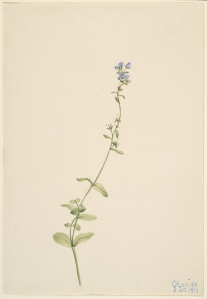 Veronica serpyllifolia, 1911.