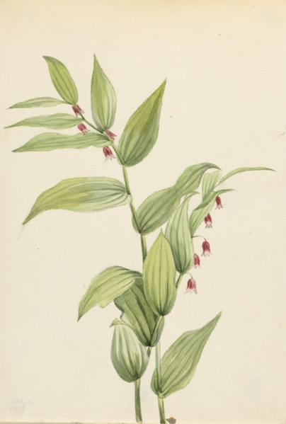 Pink Twisted Stalk (Streptopus curvipes), 1913.