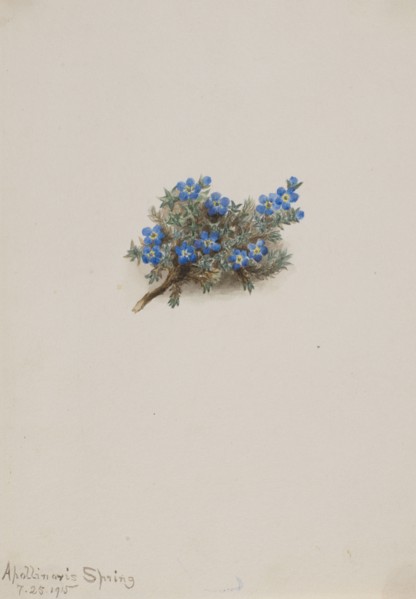 Moss Forget-me-not (Eritichum elongatum), 1915.