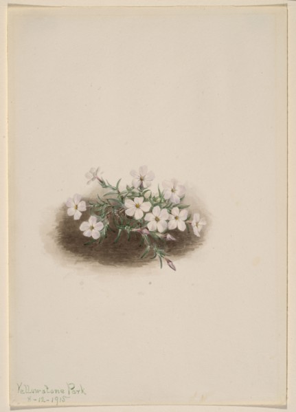 Phlox, 1915.