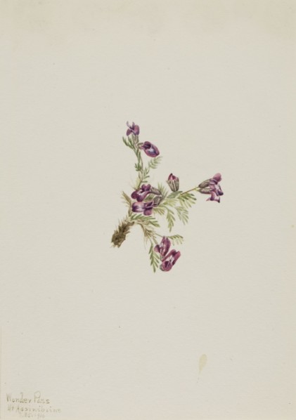 Alpine Pointvetch (Oxytropis podocarpa), 1916.