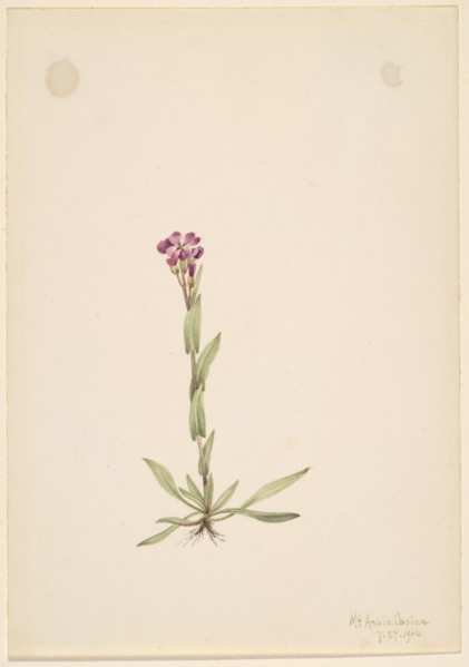 Arabis lyallii, 1916.
