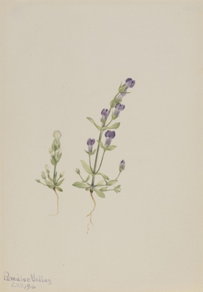 Gentiana propingua, 1916.