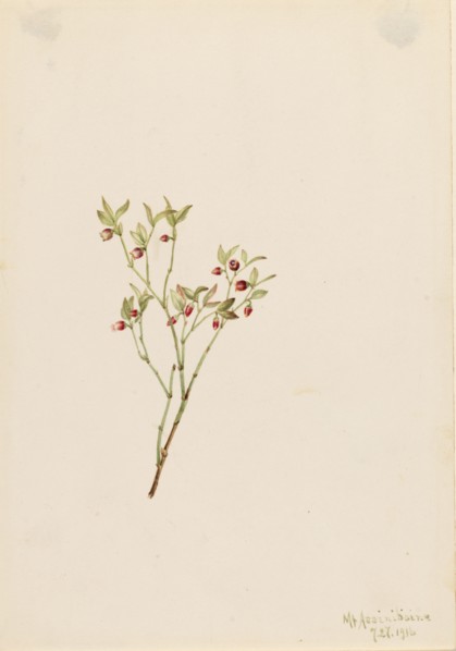 Grouse Whortleberry (Vaccinum scoparium), 1916.