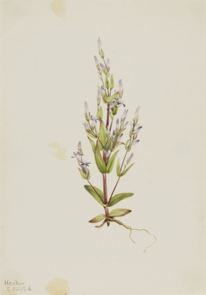 Ladder Gentian (Gentiana acuta), 1916.