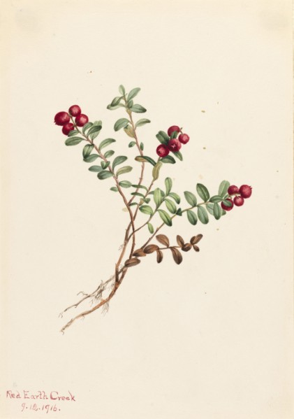 Mountain Cranberry (Vaccinium vitisdaea minus), 1916.