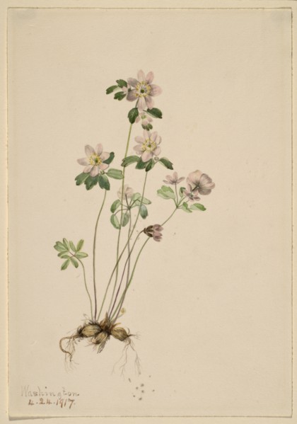 Anemonella (Syndesmon thalictroides), 1917.