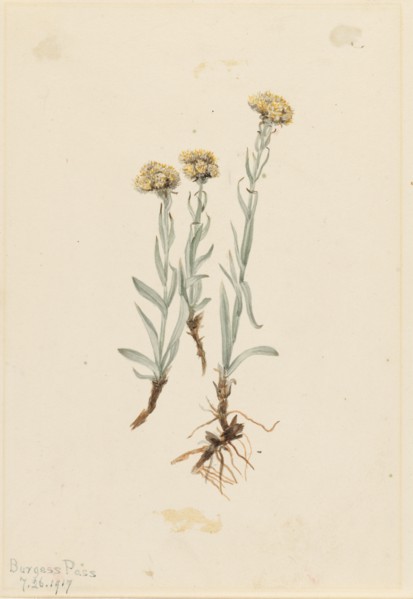 Buff Pussytoes (Antennaria luzuloides), 1917.