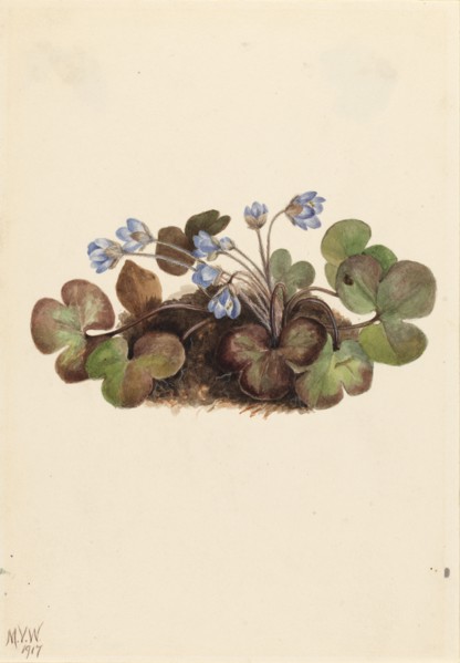 Hepatica (Hepatica americana), 1917.