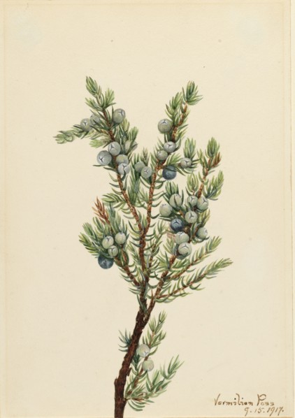 Mountain Juniper (Juniperus sibirica), 1917.