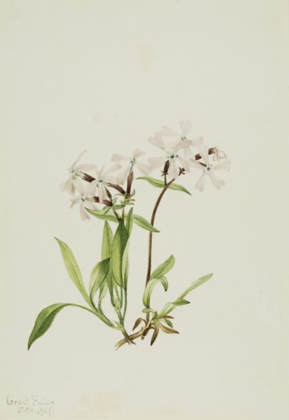 Peatpink (Silene caroliniana), 1917.