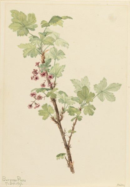 Prickly Currant (Ribes lacustre), 1917.