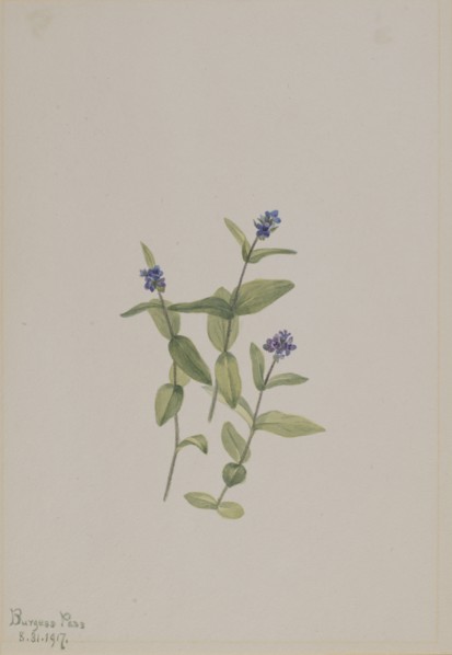 Veronica wormskjoldii, 1917.