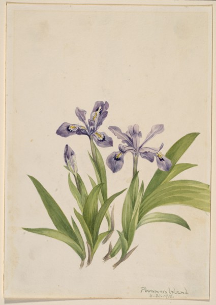Crested Iris (Iris cristata), 1918.