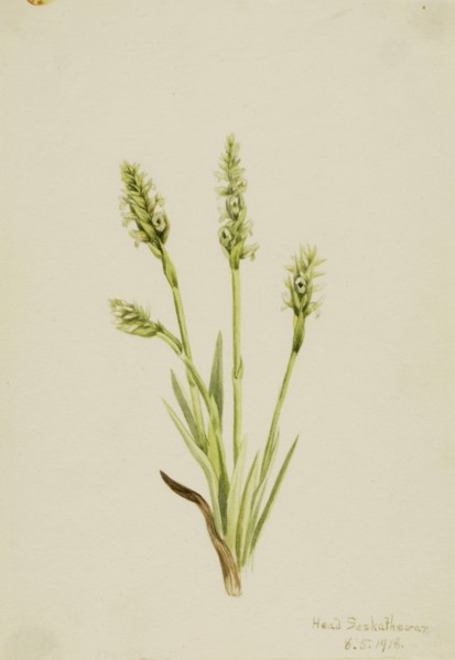 Hooded Ladies-Tresses (Ibidium strictum), 1918.