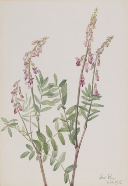 Pink Hedysarum (Hedysarum americanum), 1918.
