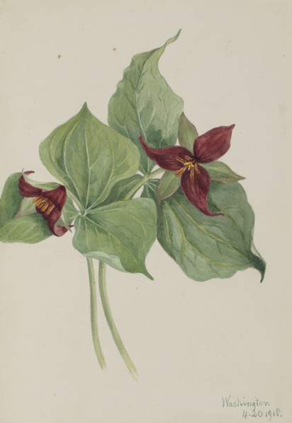 Red Trillium (Trillium erectum), 1918.