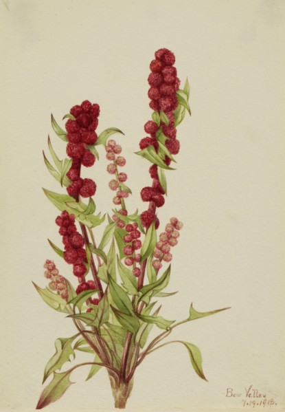 Strawberry-Blite (Chenopodium capitatum), 1918.