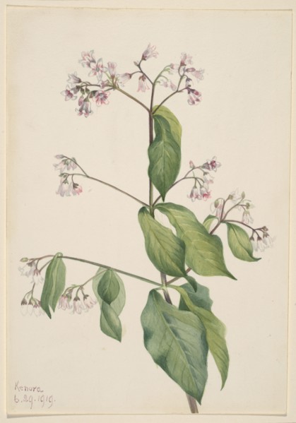 Dogbane (Apocyum androsaemfolium), 1919.