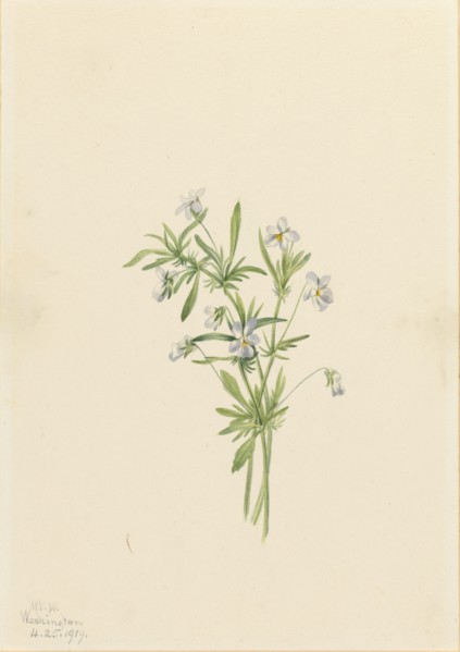 Field Violet (Viola rafinesquii), 1919.