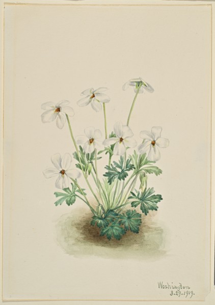 Pansy Violet (Viola pedata), 1919.