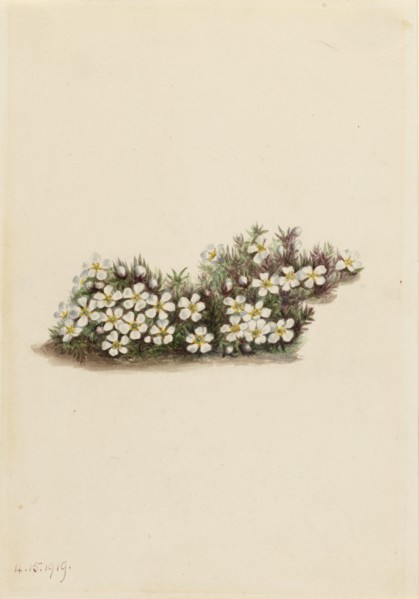 Pyxie (Pyxidanthera barbulata), 1919.