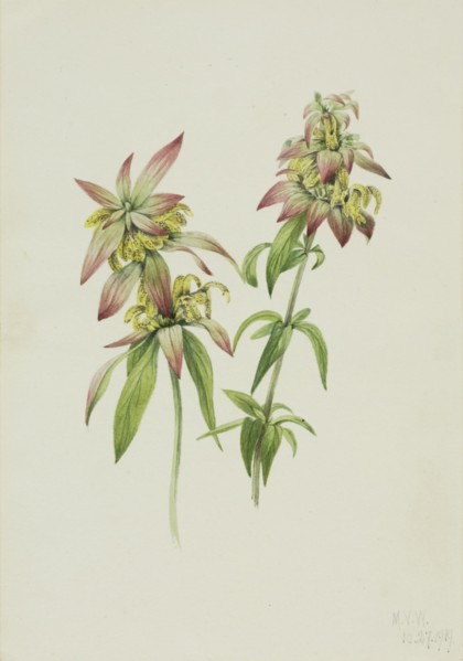 Spotted Bee Balm (Monarda punctata), 1919.
