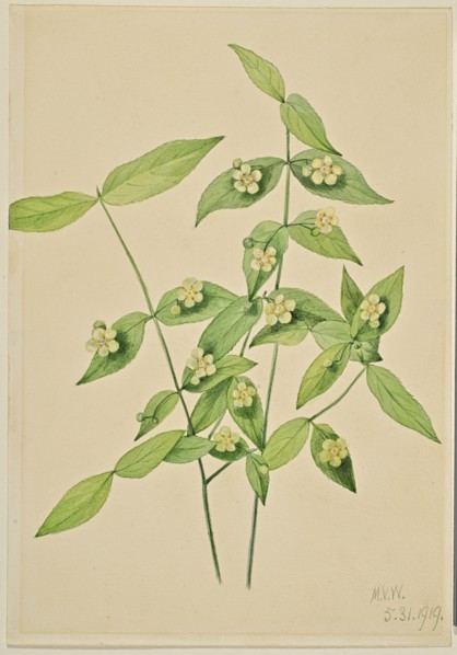 Strawberry Bush (Euonymus americanus), 1919.