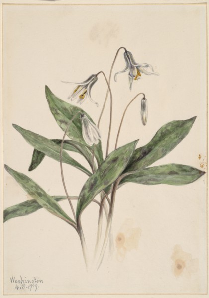 White Troutlily (Erythronium albidum), 1919.