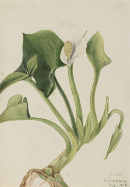 Wild Calla (Calla palustris), 1919.
