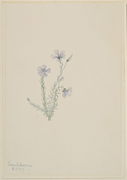 Wild Flax (Linum lewisii), 1919.
