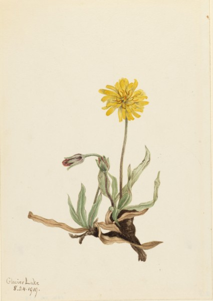 Woolly Agoseris (Agoseris villosa), 1919.