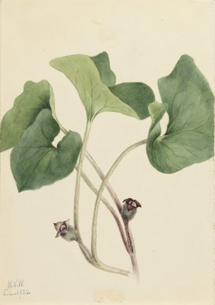 Canada Wild Ginger (Asarum canadense), 1920.