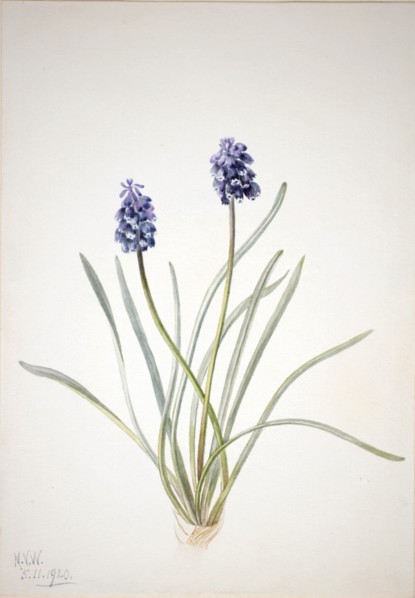 Grape Hyacinth (Muscari racemosum), 1920.