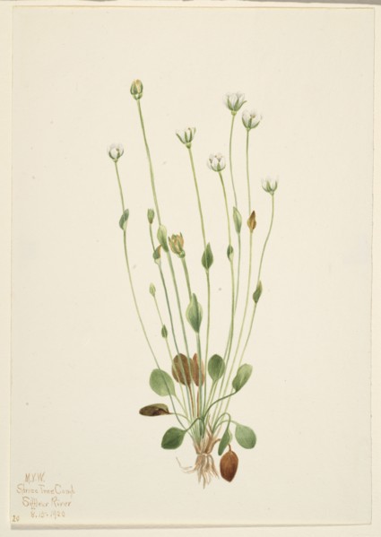 Gray Ragwort (Senecio canus), 1920.