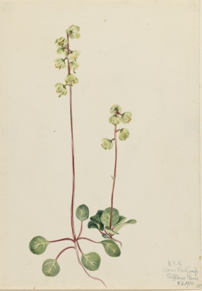 Green Pyrola (Pyrola chlorantha), 1920.